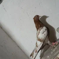 کفتر پرشی و رنگی