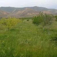 زمین‌ کشاورزی متری‌فقط 50تومن