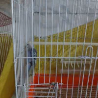 مرغ عشق با قفس