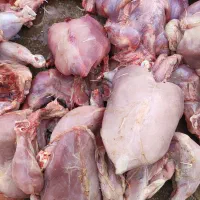 غذای سگ تلفات مرغ