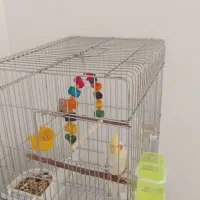 عروس هلندی تر