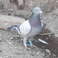 کبوتر مسافتی