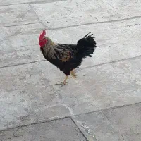 خروس جوان|پرنده|قم, شاه ابراهیم|دیوار