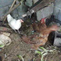مرغ و خروس