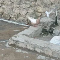 فروش پرنده