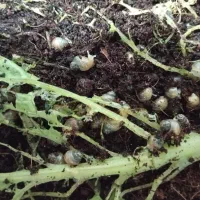 حلزون آچاتینا