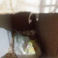 عروس هلندی جفت|پرنده|تربت جام, جامرود|دیوار