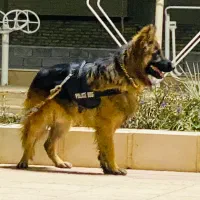 سگ ژرمن شپر کلاس A