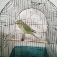 شاه طوطی با قفس سالم،وخیلی،سرحال|پرنده|سنندج, |دیوار