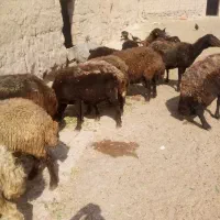 گوسفند داشتی ابستن|حیوانات مزرعه|چناران, |دیوار