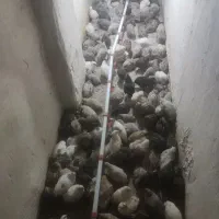 گوشت تازه بلدرچین کشتار روز|حیوانات مزرعه|مشهد, نیزه|دیوار