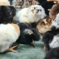 جوجه محلی