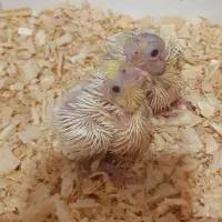 جوجه عروس هلندی سرلاکی