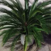 یک گلدان سکاس ۴ ساله
