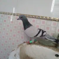 دوتا آرمانی مسافتی