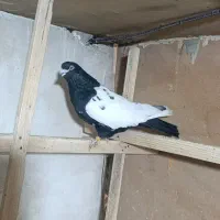 کبوتر رنگی و پرشی|پرنده|ابهر, |دیوار