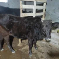 لیشه  چالوسی اصیل|حیوانات مزرعه|آستانه اشرفیه, |دیوار