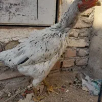 مرغ لاری سنگین وزن کرچ شو تخمگذار