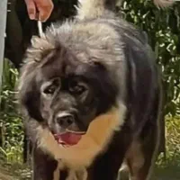 سه تا سگ خارجی از نژاد قفقازی|سگ|اصفهان, الهیه|دیوار