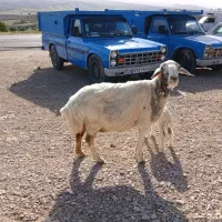 میش بره درجه یک جوان درجه یک