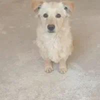 سگ پا کوتاه