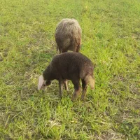 گوسفند وره مار بره نر|حیوانات مزرعه|قائمشهر, |دیوار