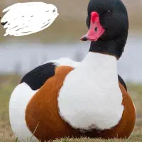 اردک گم شده