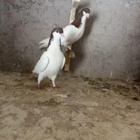 کبوتر بدرنگ و شصتی|پرنده|بشاریات, |دیوار