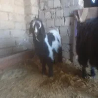 بز و بزغاله