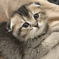 اسکاتیش بلک گلد ماده