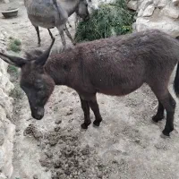 خر آدمی آروم نر و ماده موجوده