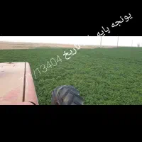 بذر پایه بلند یونجه همدانی منطقه خیرآباد|خدمات باغبانی و درختکاری|شراء, |دیوار