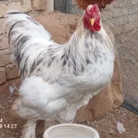 خروس سلطان وبرهما