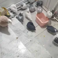 کبوتر پرشی خوب|پرنده|جوادآباد, |دیوار