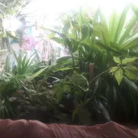 فروش ۲۰عدد گل و گلدان|گل و گیاه طبیعی|مهریز, |دیوار