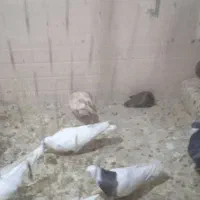 کبوتر|پرنده|سراوان, |دیوار