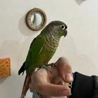 گرینچیک و کوتوله دستی|پرنده|اردکان, |دیوار