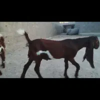 کهره پاکستانی اصل
