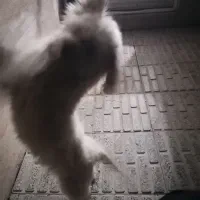 فروش یک سگ شیتزو