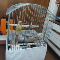 گرینچیک آناناسی