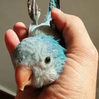 طوطی راهب|پرنده|ری, امین آباد|دیوار