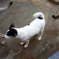 سگ ماده نژاد بومی واگذاری به شرط واکسن|سگ|رودسر, |دیوار