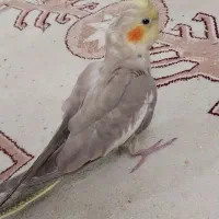 عروس هلندی نر