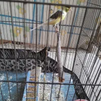 دو عدد قناری نر و ماده|پرنده|بروجرد, |دیوار