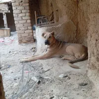 سگ توله 11ماه