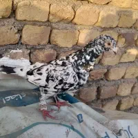 کفتر کبوتر سار ساده