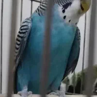 مرغ عشق  نر دارم با ماده عوض می کنم