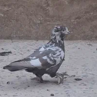 کبوتر|پرنده|شیراز, مسکن مهر شیراز|دیوار