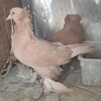 یک جفت کبوتر راعبی زرد