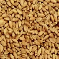 گندم سیروان درجه 1